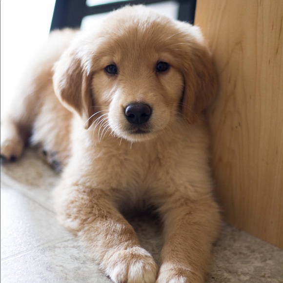 Meet your Posher, Amy - Picture 2 of 3